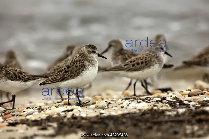 : Atlantic horseshoe crab and semipalmated sandpipers (Ca : Atlantic horseshoe crab and semipalmated sandpipers (Ca