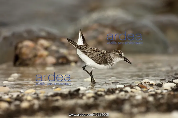 : Atlantic horseshoe crab and semipalmated sandpipers (Cal : Atlantic horseshoe crab and semipalmated sandpipers (Cal