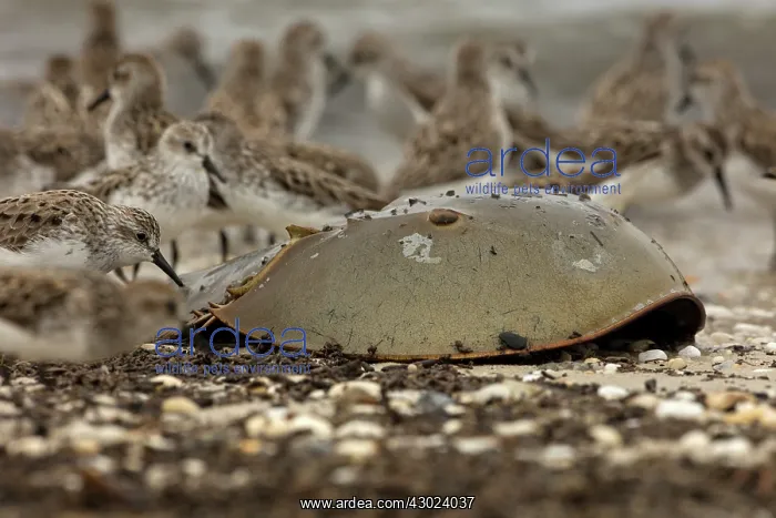 : Atlantic horseshoe crab and semipalmated sandpipers (Cal : Atlantic horseshoe crab and semipalmated sandpipers (Cal