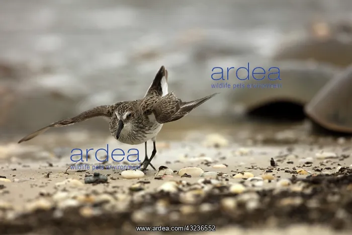 : Atlantic horseshoe crab and semipalmated sandpipers (Cal : Atlantic horseshoe crab and semipalmated sandpipers (Cal
