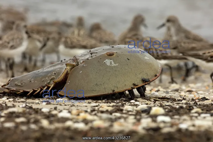 : Atlantic horseshoe crab and semipalmated sandpipers (Cal : Atlantic horseshoe crab and semipalmated sandpipers (Cal