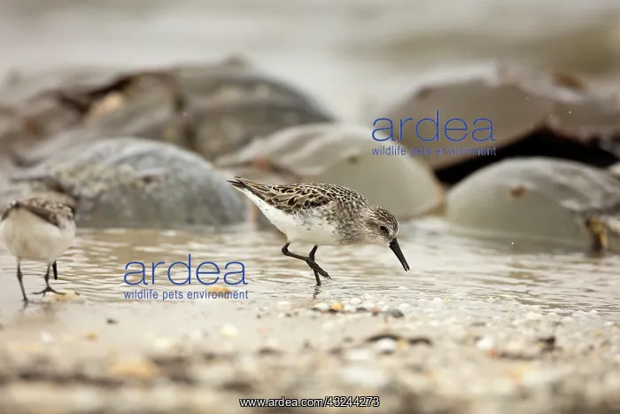  : Atlantic horseshoe crab and semipalmated sandpipers (Cal