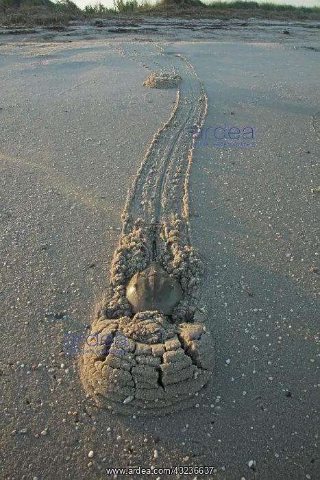  : Atlantic horseshoe crabs and, the crabs are coming asho