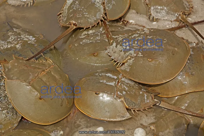 : Atlantic Horseshoe Crabs coming ashore to breed : Atlantic Horseshoe Crabs coming ashore to breed