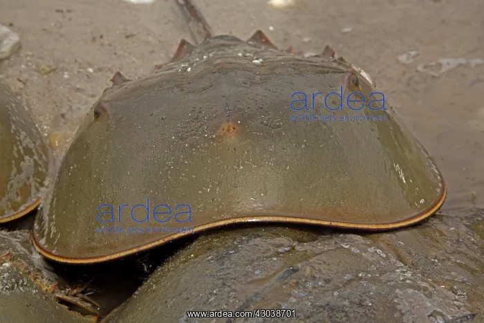 : Atlantic Horseshoe Crabs coming ashore to breed : Atlantic Horseshoe Crabs coming ashore to breed