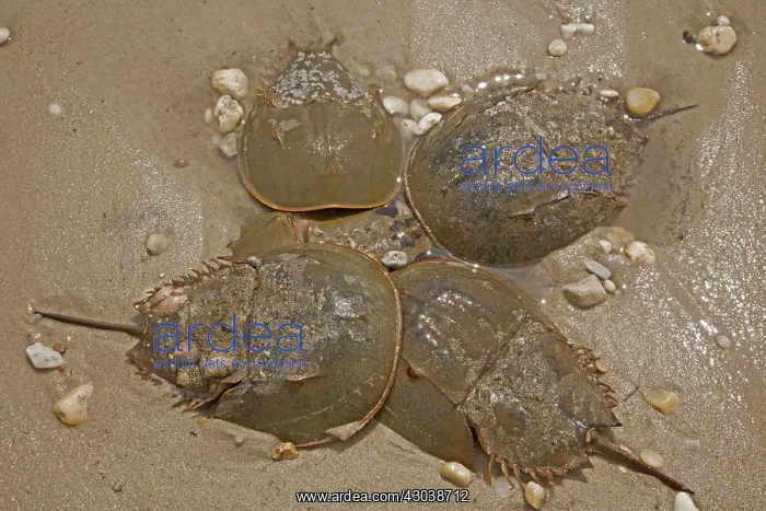 : Atlantic Horseshoe Crabs coming ashore to breed : Atlantic Horseshoe Crabs coming ashore to breed