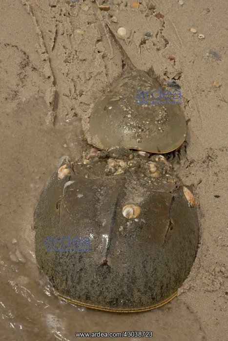: Atlantic Horseshoe Crabs coming ashore to breed : Atlantic Horseshoe Crabs coming ashore to breed