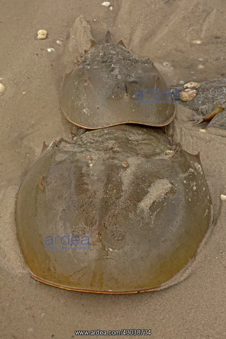: Atlantic Horseshoe Crabs coming ashore to breed : Atlantic Horseshoe Crabs coming ashore to breed
