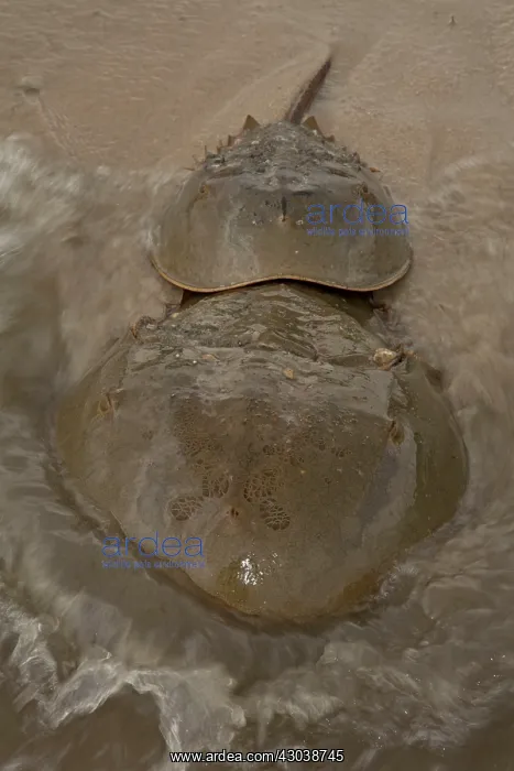 : Atlantic Horseshoe Crabs coming ashore to breed : Atlantic Horseshoe Crabs coming ashore to breed