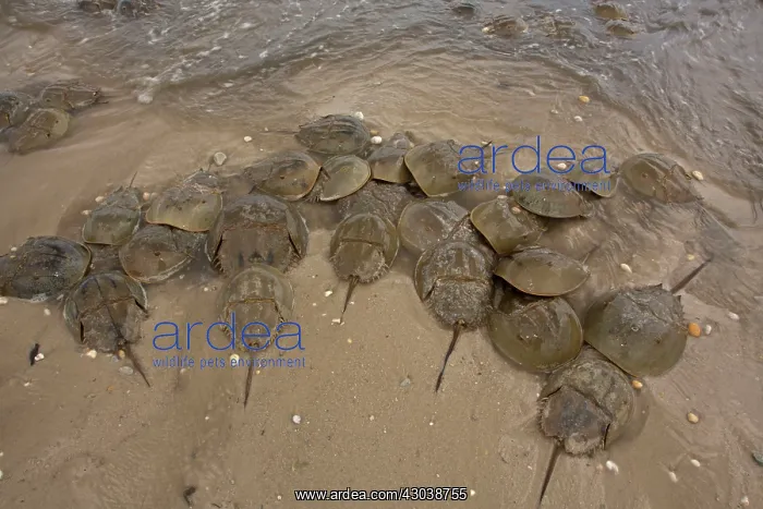 : Atlantic Horseshoe Crabs coming ashore to breed : Atlantic Horseshoe Crabs coming ashore to breed