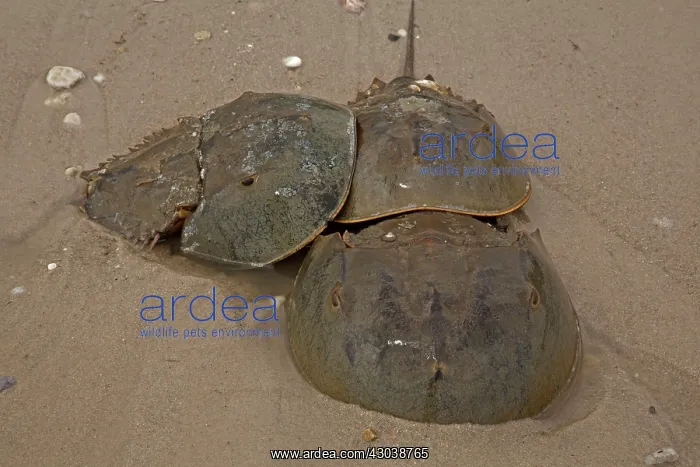 : Atlantic Horseshoe Crabs coming ashore to breed : Atlantic Horseshoe Crabs coming ashore to breed