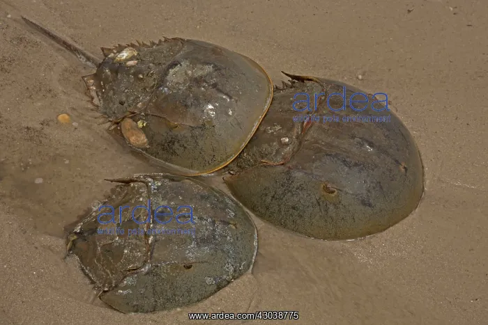 : Atlantic Horseshoe Crabs coming ashore to breed : Atlantic Horseshoe Crabs coming ashore to breed