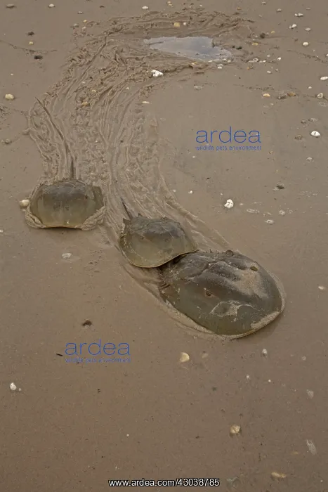 : Atlantic Horseshoe Crabs coming ashore to breed : Atlantic Horseshoe Crabs coming ashore to breed