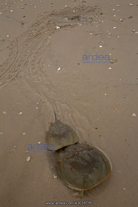 : Atlantic Horseshoe Crabs coming ashore to breed : Atlantic Horseshoe Crabs coming ashore to breed