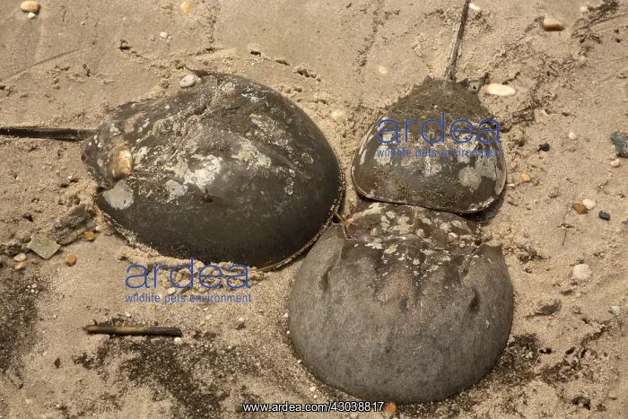 : Atlantic Horseshoe Crabs coming ashore to breed : Atlantic Horseshoe Crabs coming ashore to breed