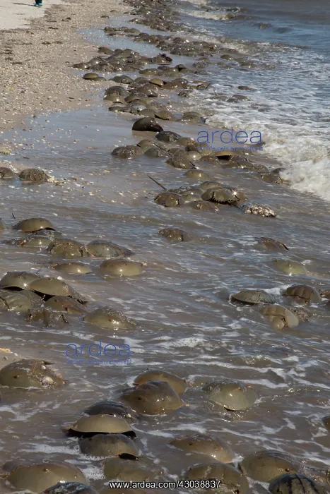 : Atlantic Horseshoe Crabs coming ashore to breed : Atlantic Horseshoe Crabs coming ashore to breed
