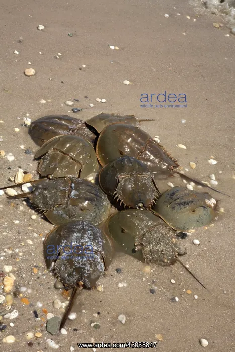 : Atlantic Horseshoe Crabs coming ashore to breed : Atlantic Horseshoe Crabs coming ashore to breed