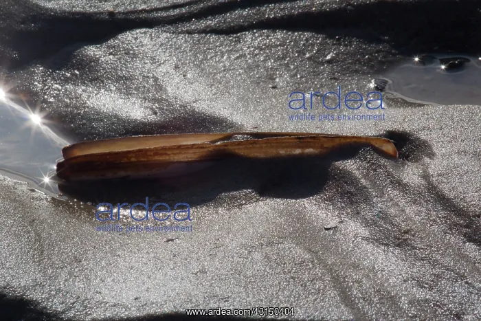 : Atlantic Jackknife : Atlantic Jackknife
