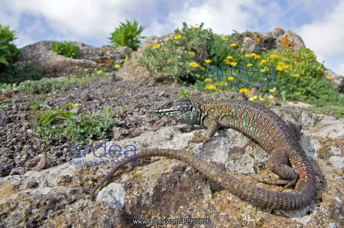 : Atlantic Lizard : Atlantic Lizard