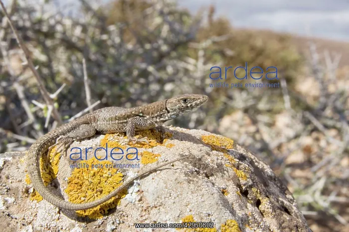 : Atlantic Lizard - young female in habitat : Atlantic Lizard - young female in habitat
