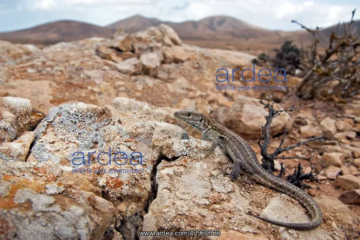 : Atlantic Lizard - young in habitat : Atlantic Lizard - young in habitat