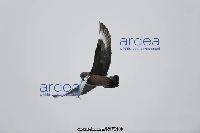 : Atlantic Mackerel : Atlantic Mackerel
