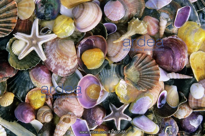 : Atlantic Mixed Shells - and starfish, on beach : Atlantic Mixed Shells - and starfish, on beach