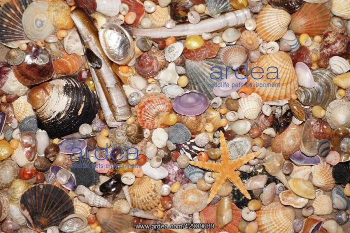 : Atlantic Mixed Shells - and starfish on beach : Atlantic Mixed Shells - and starfish on beach