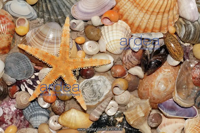 : Atlantic Mixed Shells - and starfish on beach : Atlantic Mixed Shells - and starfish on beach