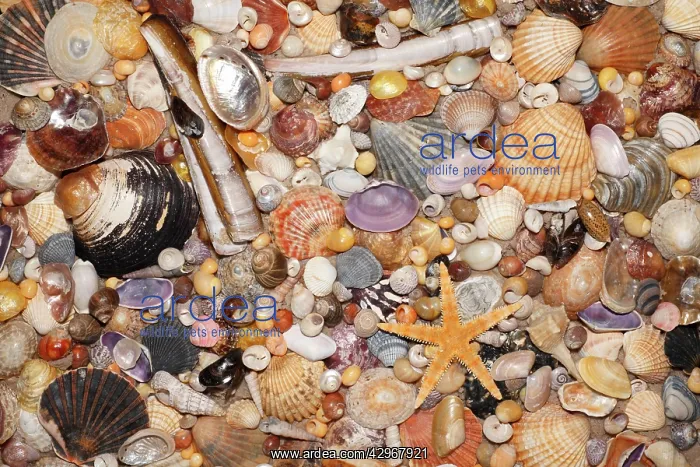: Atlantic Mixed Shells - and starfish on beach : Atlantic Mixed Shells - and starfish on beach