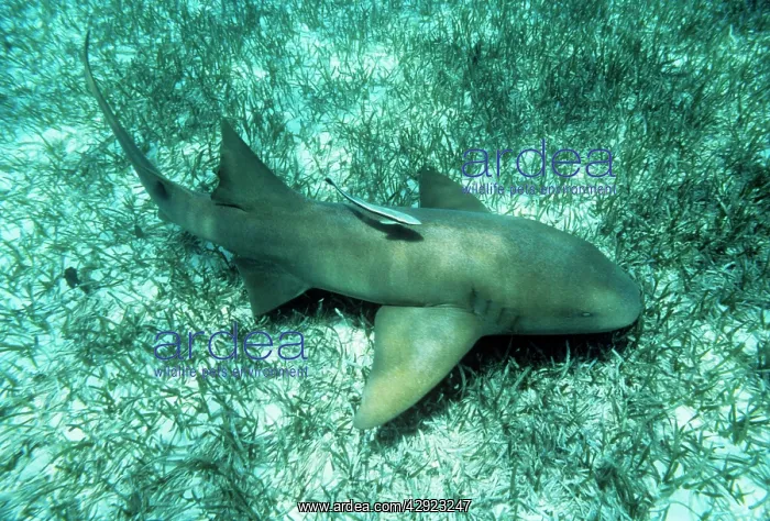 : Atlantic Nurse Shark : Atlantic Nurse Shark