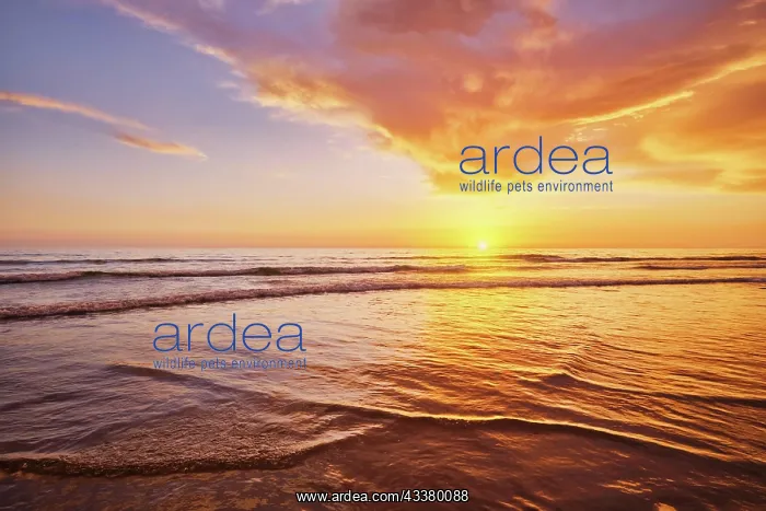 : Atlantic ocean sunset with surging waves at Fonte : Atlantic ocean sunset with surging waves at Fonte