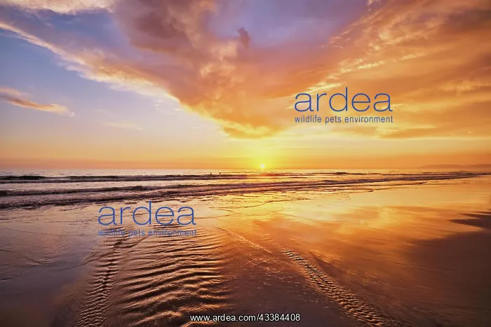 : Atlantic ocean sunset with surging waves at Fonte : Atlantic ocean sunset with surging waves at Fonte