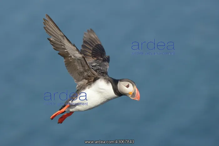 : Atlantic Puffin : Atlantic Puffin
