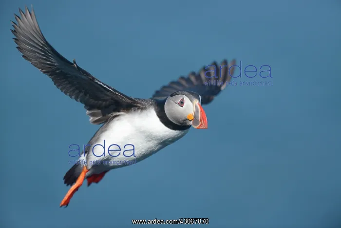 : Atlantic Puffin : Atlantic Puffin