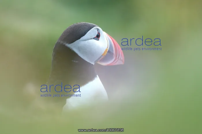 : Atlantic Puffin : Atlantic Puffin