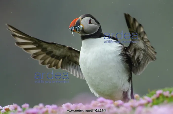 : Atlantic Puffin : Atlantic Puffin