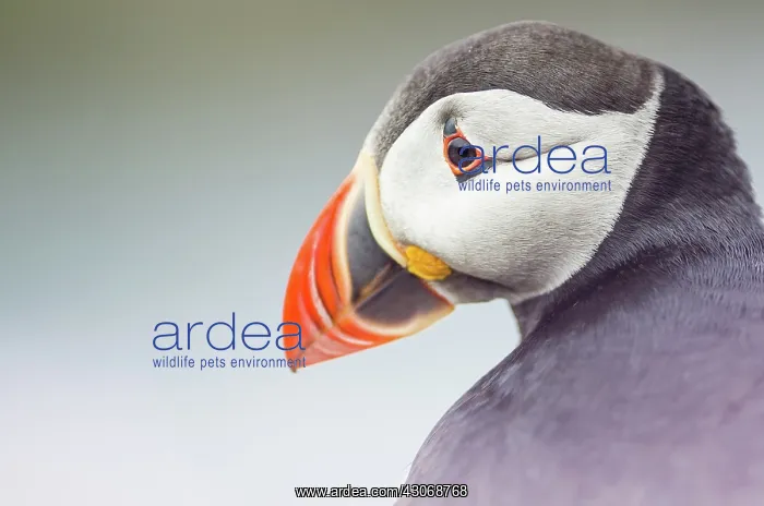 : Atlantic Puffin : Atlantic Puffin