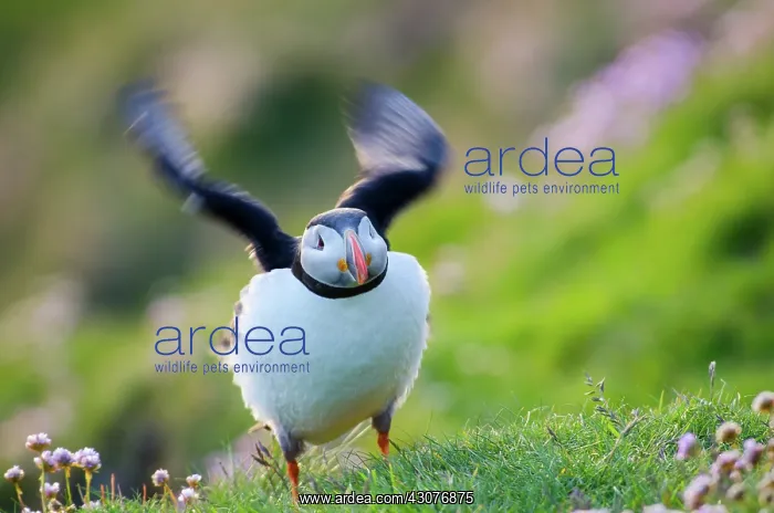 : Atlantic Puffin : Atlantic Puffin