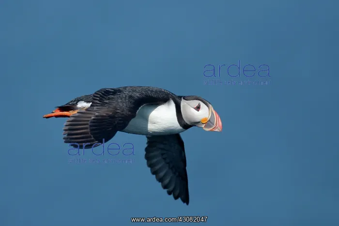 : Atlantic Puffin : Atlantic Puffin