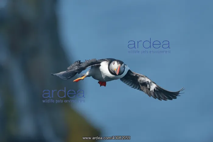  : Atlantic Puffin