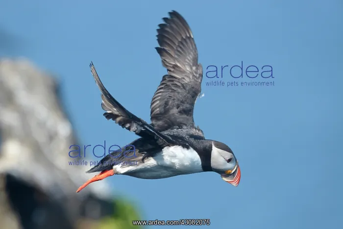 : Atlantic Puffin : Atlantic Puffin