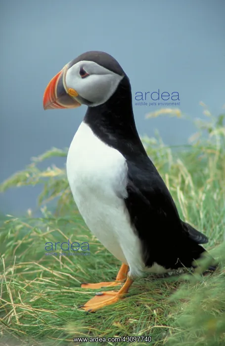 : Atlantic puffin : Atlantic puffin