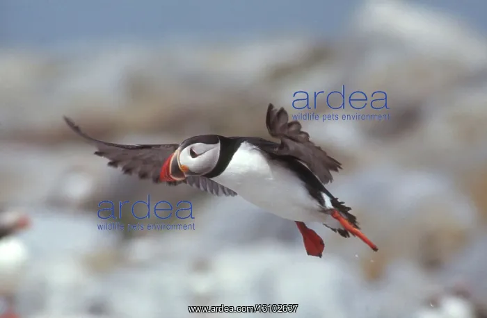 : Atlantic Puffin : Atlantic Puffin