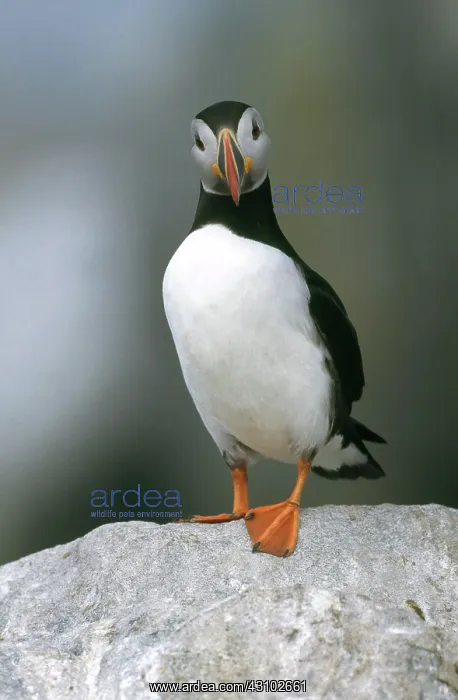 : Atlantic Puffin : Atlantic Puffin