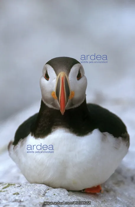: Atlantic Puffin : Atlantic Puffin
