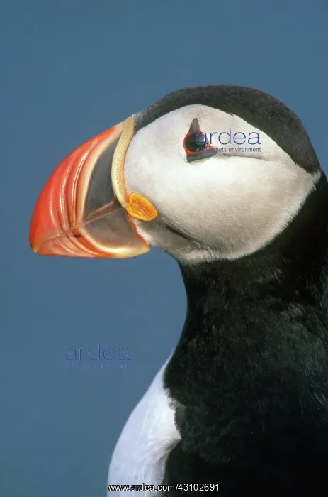 : Atlantic Puffin : Atlantic Puffin