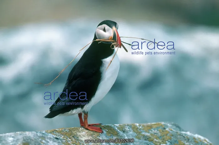 : Atlantic Puffin : Atlantic Puffin