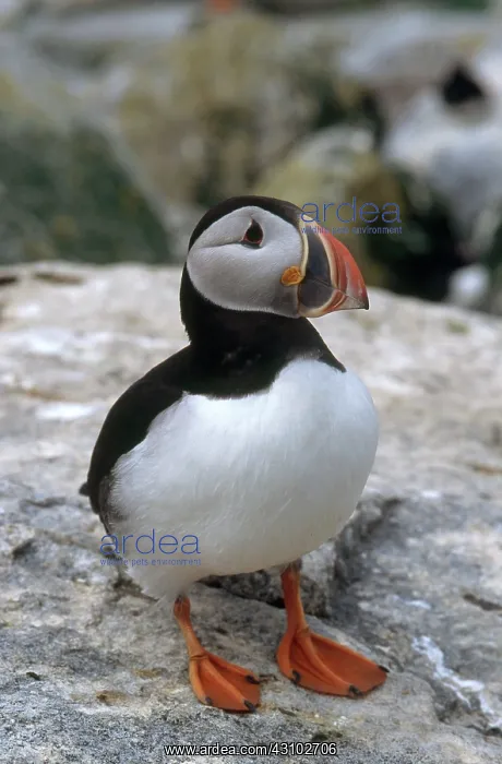 : Atlantic Puffin : Atlantic Puffin
