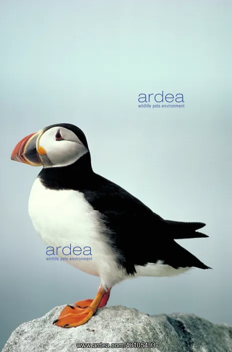 : Atlantic puffin : Atlantic puffin